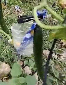 保定东湖吃瓜事件视频,一场引发热议的网络视频风波