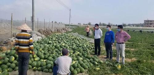 保定东湖吃瓜事件视频,一场引发热议的网络视频风波