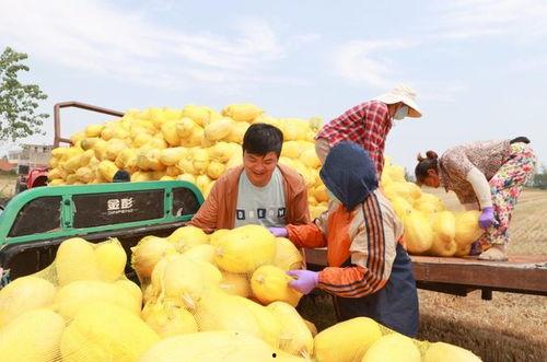 安徽宿州吃瓜事件真相,真相与反思