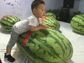 邢台最新吃瓜事件,揭秘网络热议背后的真相