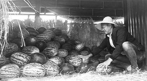 柘城吃瓜群众事件真相,揭开真相背后的网络暴力与误解