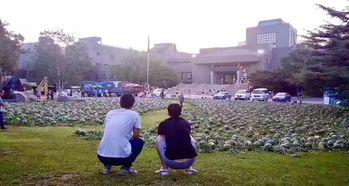 柏乡吃瓜事件真相