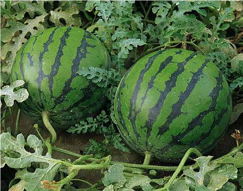 蚌埠吃瓜最新事件爆料是真的吗,真相揭秘还是网络谣言？