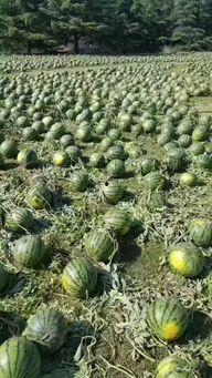 睢县北湖吃瓜事件真相,真相与反思