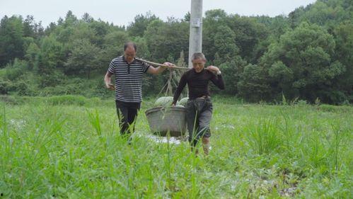 临山吃瓜事件,一场引发社会热议的“瓜农维权”风波