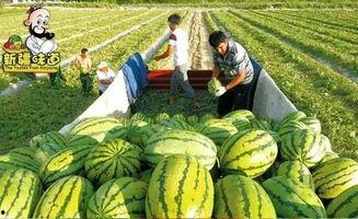 库尔勒最新吃瓜事件真相,揭秘背后真相与反思