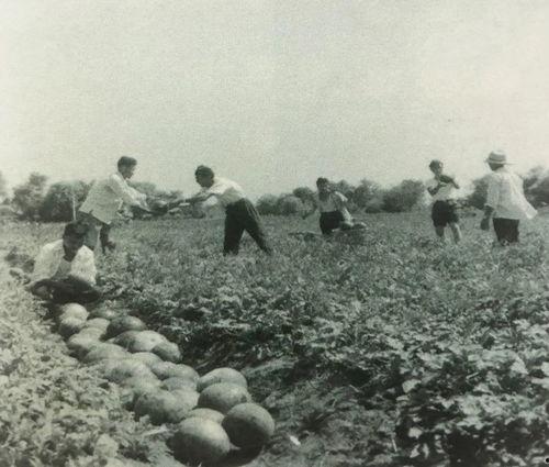 台湾海上吃瓜群众事件,一场网络围观的风波解析