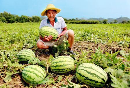 武汉路边吃瓜事件,街头热议背后的社会现象