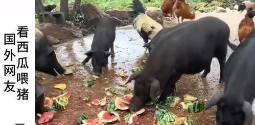韩国博主看猪吃瓜事件