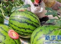 泊头吃瓜大事件最新消息