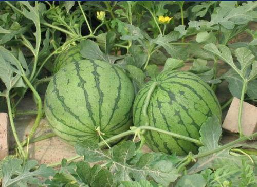 秦皇岛小岛吃瓜事件,揭秘网络热议背后的真相